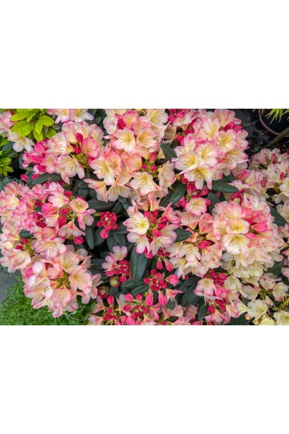 Рододендрон Персі Вайсман